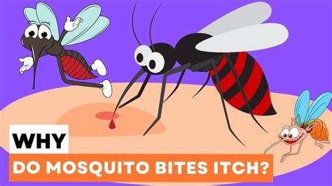 Mechanism Of A Mosquito Bite Why Do Mosquito Bites Itch Youtube