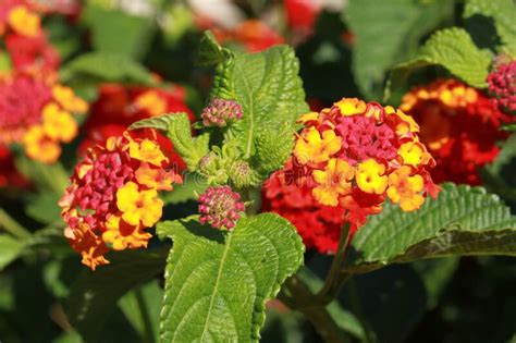 Close Up Of Orange And Yellow Lantana Flowers Stock Image Image Of