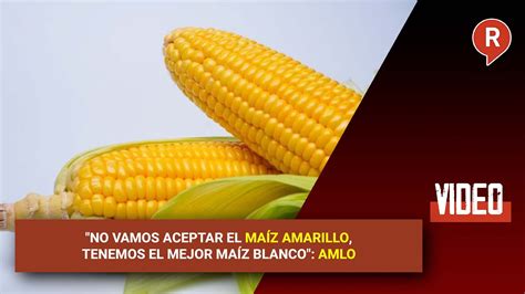 No Vamos Aceptar El Ma Z Amarillo Tenemos El Mejor Ma Z Blanco Amlo