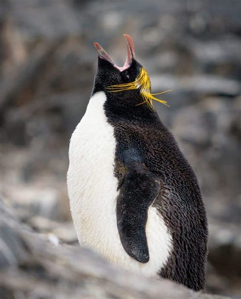 Macaroni-Penguin-Screaming - NOMADasaurus Adventure Travel Blog