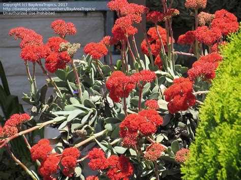 Plantfiles Pictures Crassula Species Airplane Plant Buddha S Temple Propeller Plant Red