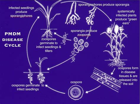 Pearl Millet Diseases And Pests Description Uses Propagation