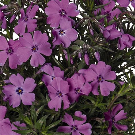 Spring Purple Moss Phlox Vanstone Nurseries