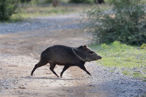 Collared Peccary from Candela Coah México on November 16 2023 at 03