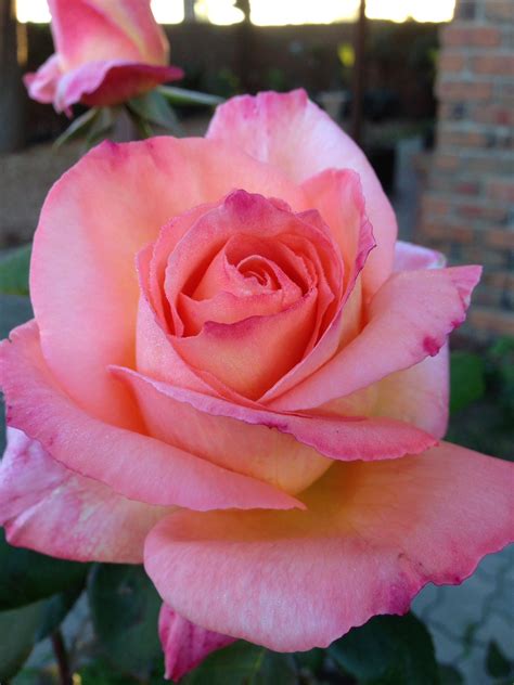 Special Memories Rose Hybrid Tea Roses Roses Only Tea Roses