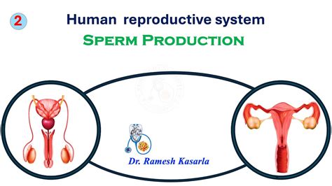 Human Reproductive System Male Reproduction Sperm Production 2 Youtube