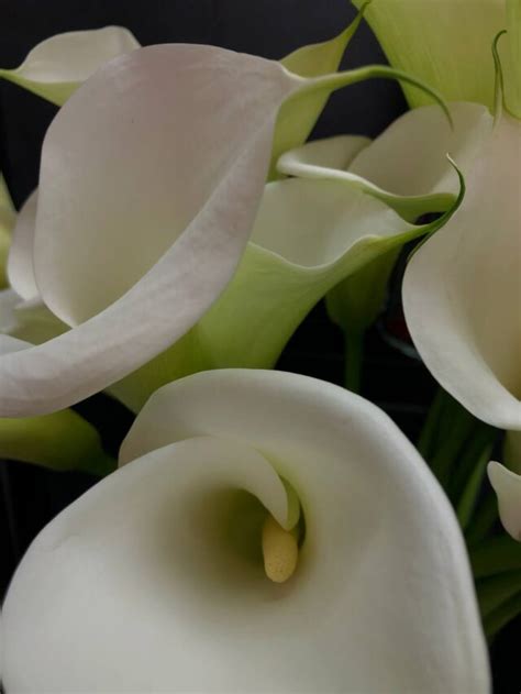 Букет цветов с доставкой купить - babochka-flowers.ru Самара