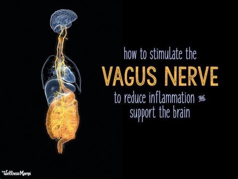 How To Stimulate Vagus Nerve Function To Reduce Inflammation And