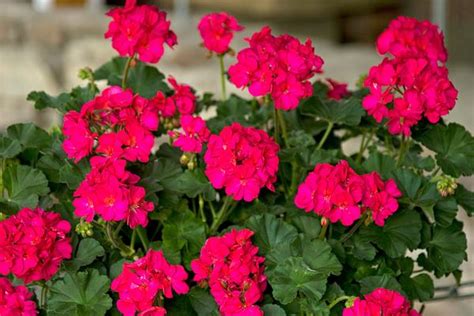 Geranium Zonal Pelargonium Zonale Tango Neon Purple Lucas Greenhouses