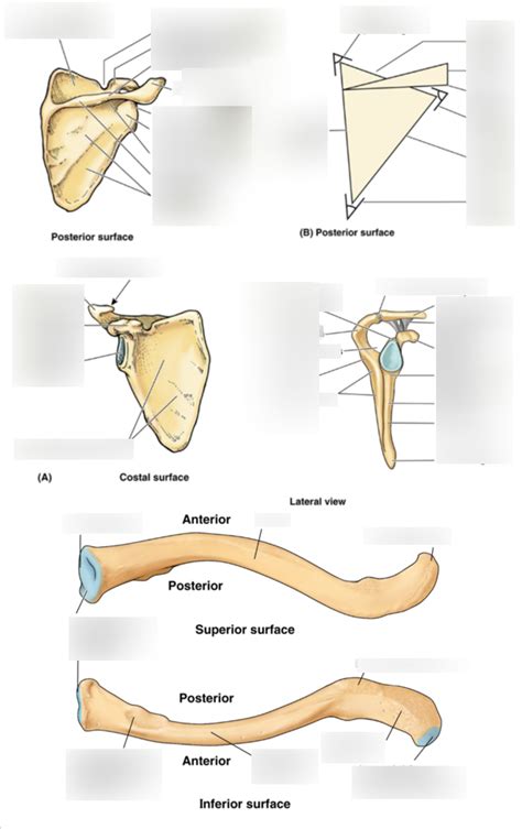 Scapula Clavicle Diagram Quizlet