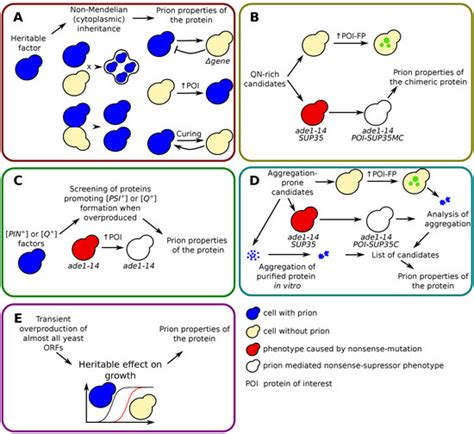 Ijms Free Full Text How Big Is The Yeast Prion Universe