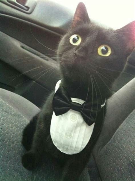 Black Cat Wearing A Tuxedo Cats And Kittens Cats Cute Animals