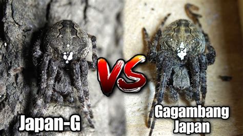 Gagambang Japan Vs Gagambang Japan Youtube