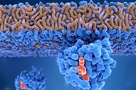 Surprising Health Benefits of Bromelain - Health & Detox & Vitamins 