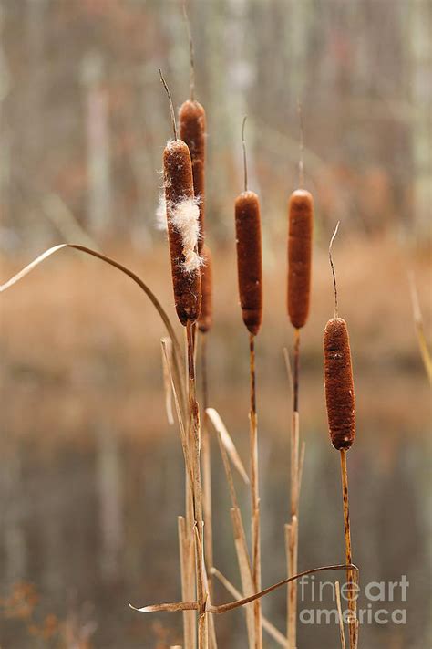 Fall Cattails Photograph By Heidi Farmer Fine Art America