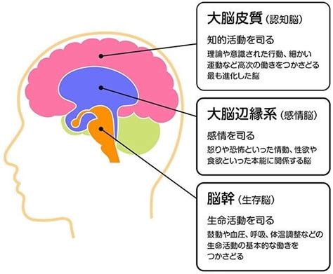 脳の作りで猫を理解する（猫脳がわかる！より④）｜sakiyosaito