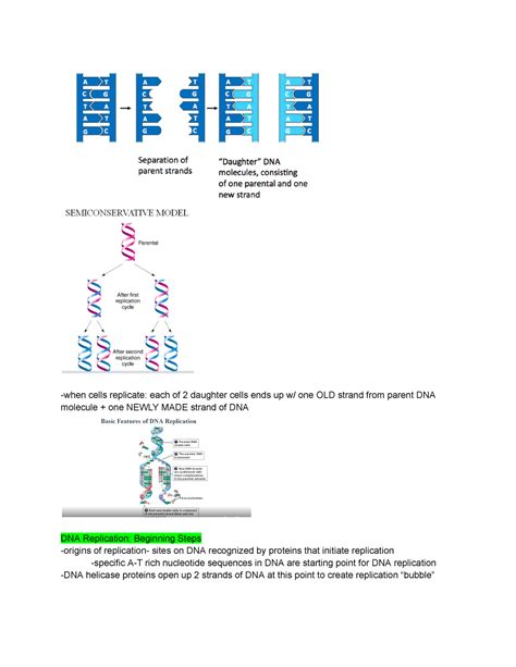 Dna Replication When Cells Replicate Each Of Daughter Cells Ends Up