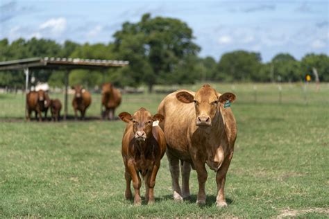 Agriculture outlook focus of Southeast Texas Ag Summit - AgriLife Today