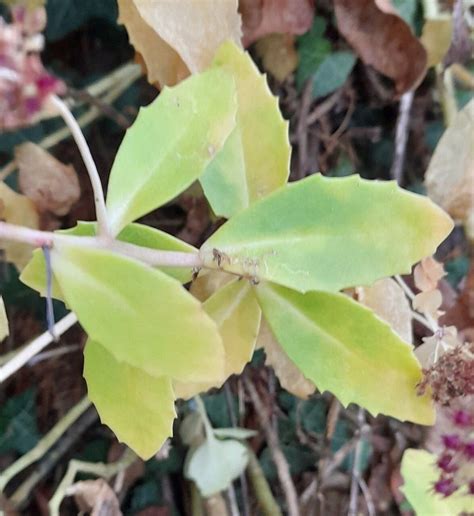 Sedum Telephium L Livelong Useful Plants Plntnet Identify