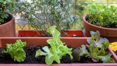 gardening :- What is container gardening?