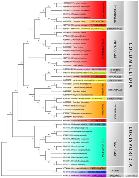 Maximum Parsimony Tree Of The S Rrna Sequences The Mp Tree Was