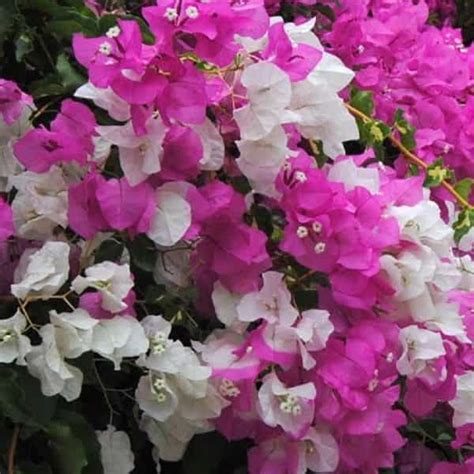 Bougainvillea Spectabilis Willd Seeds Miniature Flower Plant Seeds 40 seeds | Shopee India