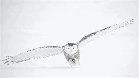 Snowy Owl - Arctic Genomics