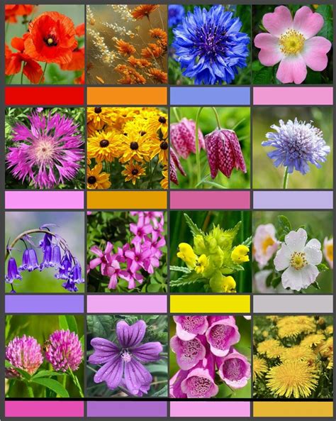 Solve Wildflowers Jigsaw Puzzle Online With 99 Pieces