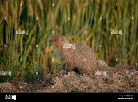 The Indian grey mongoose is a mongoose species native to the Indian subcontinent and West Asia ...