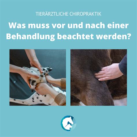 Was muss vor und nach einer Behandlung beachtet werden Tierärztliche