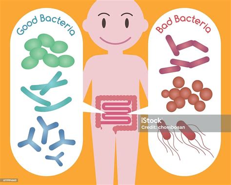 Bakteri Baik Dan Bakteri Jahat Ilustrasi Stok Unduh Gambar Sekarang