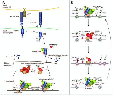 A The Canonical Notch Pathway Is Fined Tuned At Multiple Levels Upon