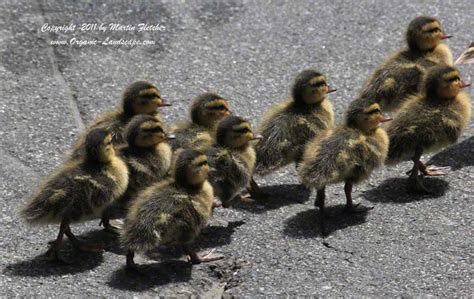 Mallard Ducklings | Montecito | Bird Photography | Organic Landscape