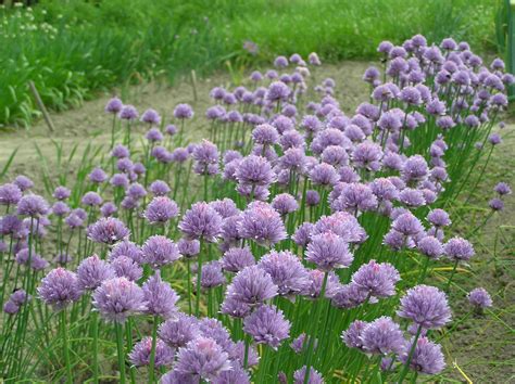 Allium Schoenoprasum L Plants Of The World Online Kew Science