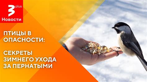 Птицы в опасности: секреты зимнего ухода за пернатыми - YouTube