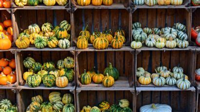 Recettes aux courges faciles et rapides pour se régaler sans se ruiner