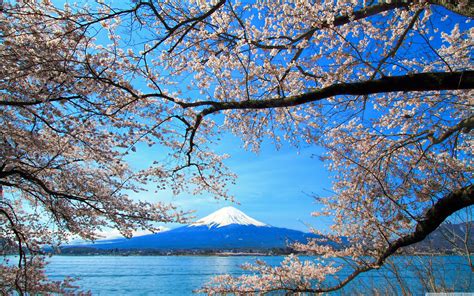 Sakura 4k Ultra Hd Wallpapers Top Free Sakura 4k Ultra Hd Backgrounds