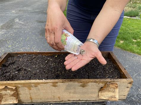 direct sow | The Impatient Gardener