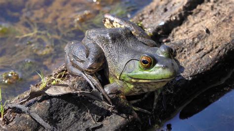 frog in its natural habitat 40742890 Stock Video at Vecteezy