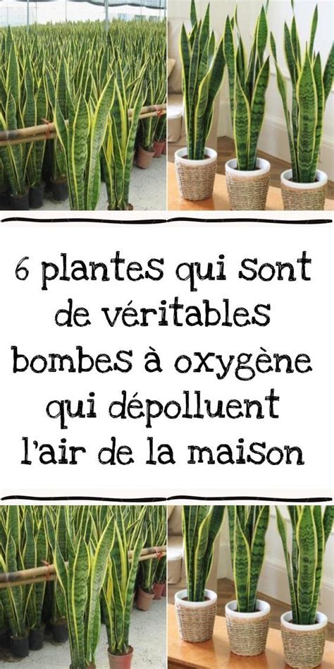 Plantes Feng Shui Qui Attirent Les Nergies Positives Artofit