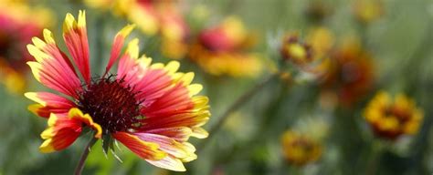 Native Flowers All Summer With Gaillardiablanket Flower Wayside Gardens