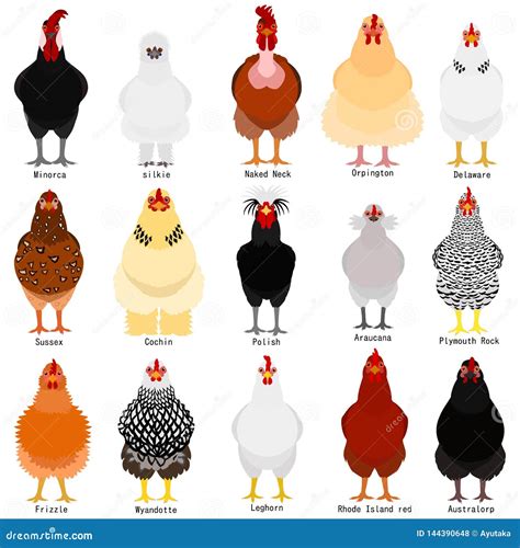 Chicken Chart with Breeds Name Stock Vector - Illustration of leghorn, araucana: 144390648