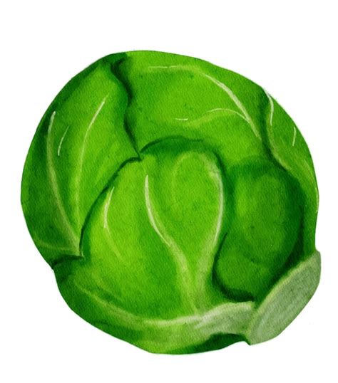 Rosenkohl Aquarellillustration Lokalisiert Auf Wei Em Hintergrund