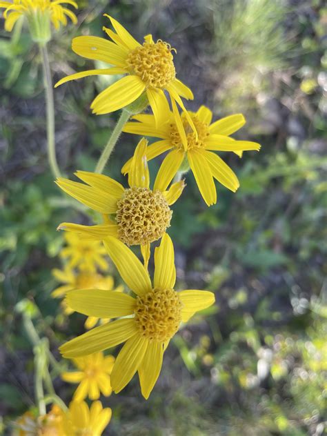 Arnica Acaulis Walter Britton