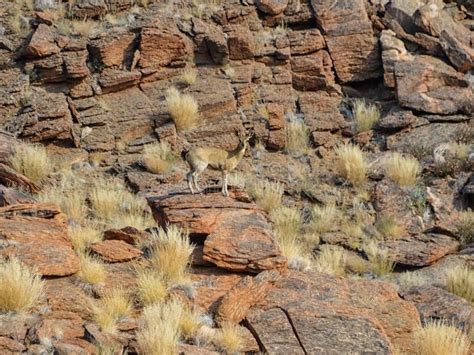 Klipspringer stock photo. Image of safari, brown, habitat - 107661170