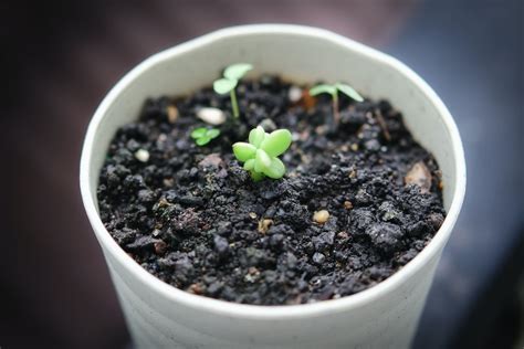 How To Grow Blueberries From Seed Storables