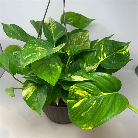 10 Golden Pothos In Hanging Basket Flowers Talk Tivoli