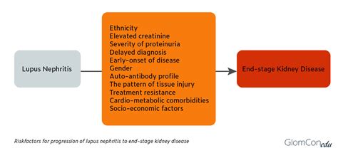 Lupus Nephritis Outcome Glomcon Pubs