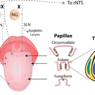 Human tongue, taste papillae, and their afferent nerve fibers. Dorsal ...