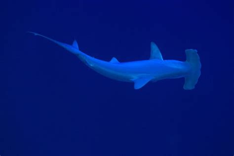 Scalloped Hammerhead Sharks: Oddly Unique and Endangered